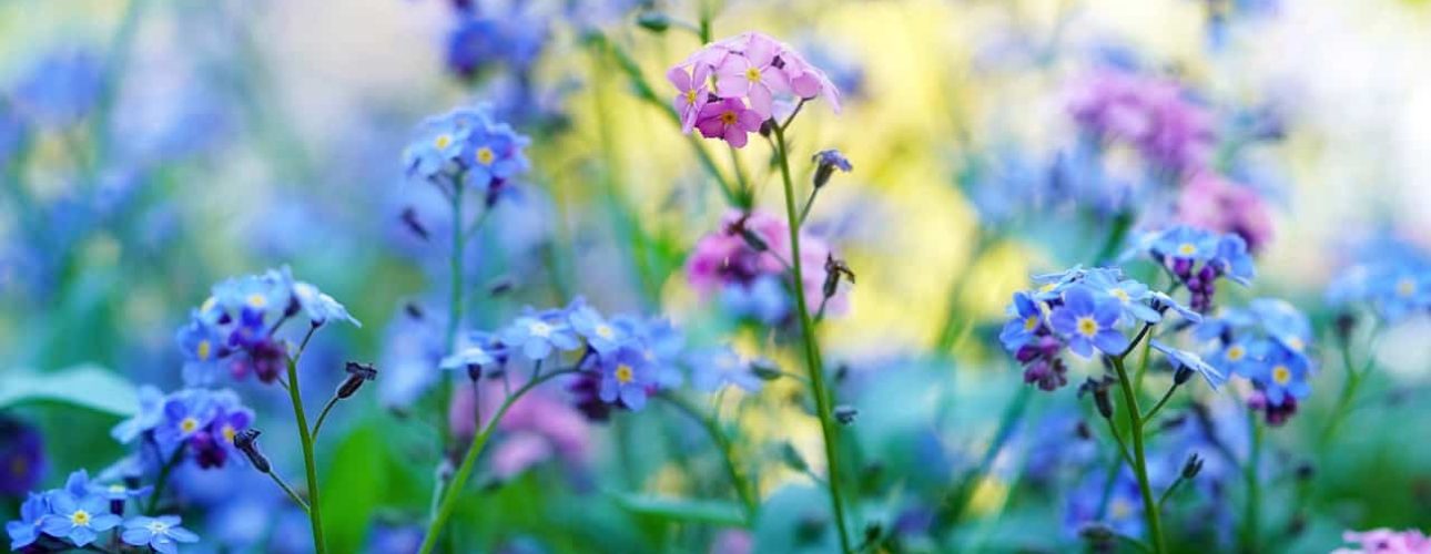 forget-me-not-5143015_1280